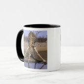Afrika, Botswana, Nationaal park Chobe, Giraffe Mok (Voorkant links)