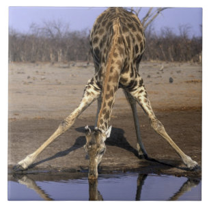 Afrika, Botswana, Nationaal park Chobe, Giraffe Tegeltje