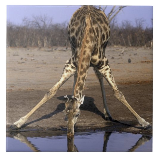 Afrika, Botswana, Nationaal park Chobe, Giraffe Tegeltje (Voorkant)