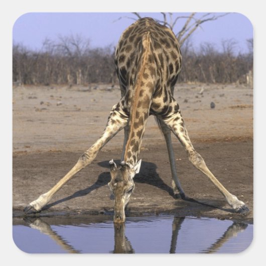 Afrika, Botswana, Nationaal park Chobe, Giraffe Vierkante Sticker (Voorkant)