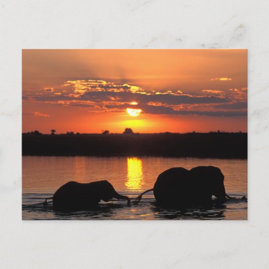 Afrika, Botswana, Nationaal park Chobe, Kudde Briefkaart (Voorkant)