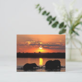 Afrika, Botswana, Nationaal park Chobe, Kudde Briefkaart (Staand voorkant)