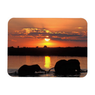 Afrika, Botswana, Nationaal park Chobe, Kudde Magneet