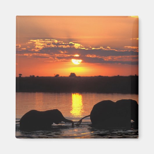 Afrika, Botswana, Nationaal park Chobe, Kudde Magneet (Voorkant)