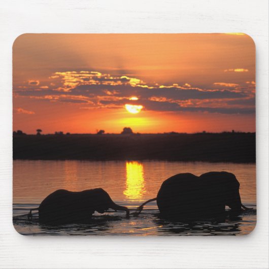 Afrika, Botswana, Nationaal park Chobe, Kudde Muismat (Voorkant)