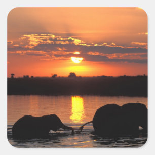 Afrika, Botswana, Nationaal park Chobe, Kudde Vierkante Sticker