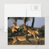 Afrika, Botswana, Nationaal park Chobe, Leeuwinnen Briefkaart (Voorkant / Achterkant)