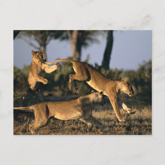 Afrika, Botswana, Nationaal park Chobe, Leeuwinnen Briefkaart (Voorkant)