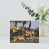 Afrika, Botswana, Nationaal park Chobe, Leeuwinnen Briefkaart (Staand voorkant)