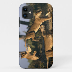 Afrika, Botswana, Nationaal park Chobe, Leeuwinnen Case-Mate iPhone Case