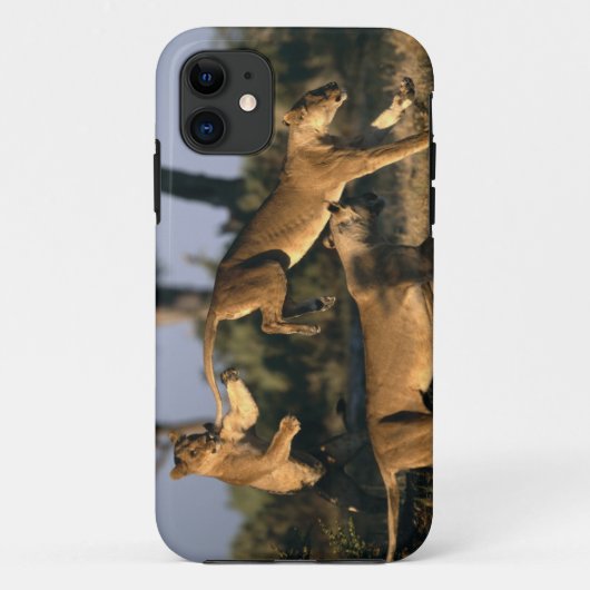 Afrika, Botswana, Nationaal park Chobe, Leeuwinnen Case-Mate iPhone Case (Achterkant)