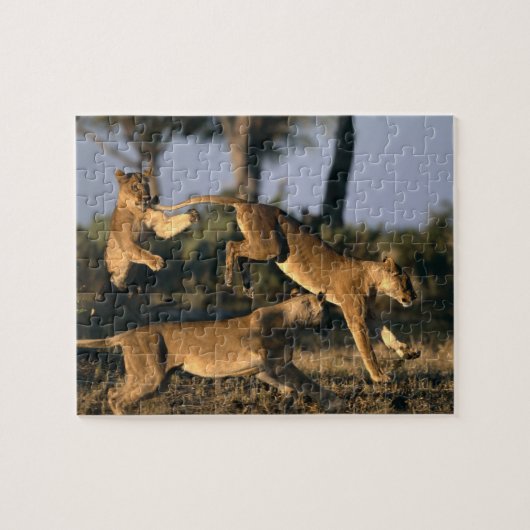 Afrika, Botswana, Nationaal park Chobe, Leeuwinnen Legpuzzel (Horizontaal)