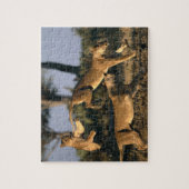 Afrika, Botswana, Nationaal park Chobe, Leeuwinnen Legpuzzel (Verticaal)