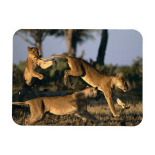 Afrika, Botswana, Nationaal park Chobe, Leeuwinnen Magneet