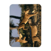 Afrika, Botswana, Nationaal park Chobe, Leeuwinnen Magneet (Verticaal)