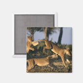 Afrika, Botswana, Nationaal park Chobe, Leeuwinnen Magneet (Voorkant / Achterkant)