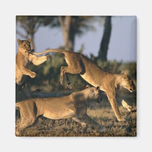 Afrika, Botswana, Nationaal park Chobe, Leeuwinnen Magneet