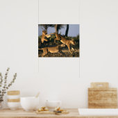 Afrika, Botswana, Nationaal park Chobe, Leeuwinnen Poster (Keuken)