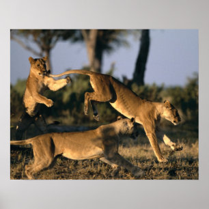 Afrika, Botswana, Nationaal park Chobe, Leeuwinnen Poster
