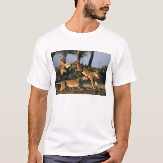 Afrika, Botswana, Nationaal park Chobe, Leeuwinnen T-shirt (Voorkant)