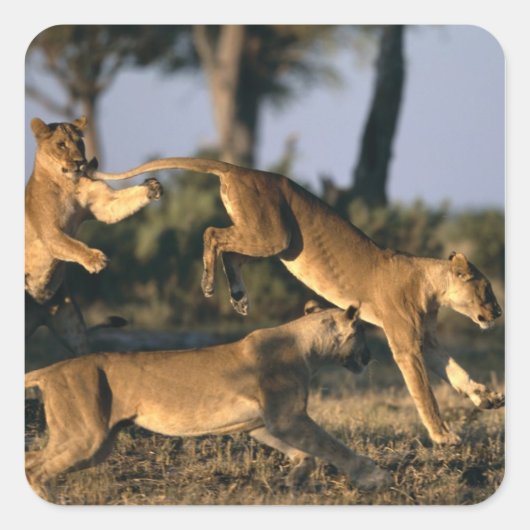 Afrika, Botswana, Nationaal park Chobe, Leeuwinnen Vierkante Sticker (Voorkant)