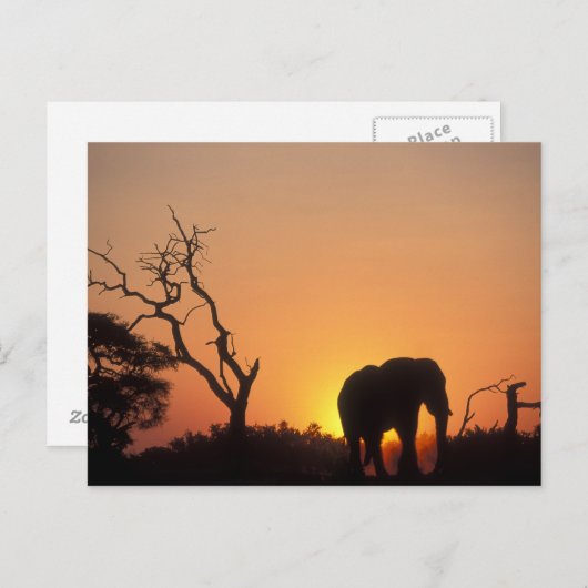 Afrika, Botswana, Nationaal Park Chobe, Vestiging Briefkaart (Voorkant / Achterkant)