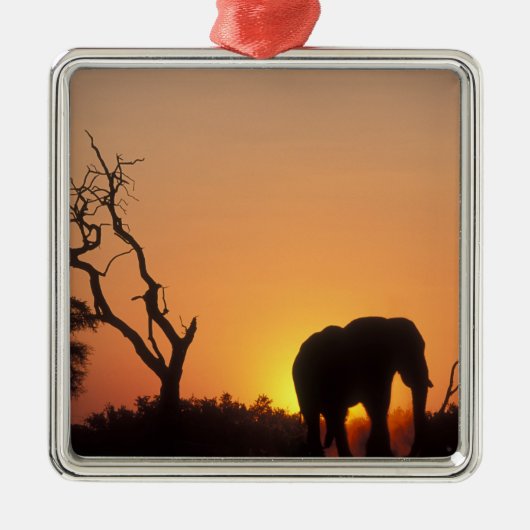 Afrika, Botswana, Nationaal Park Chobe, Vestiging Metalen Ornament (Voorkant)