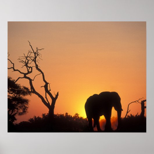 Afrika, Botswana, Nationaal Park Chobe, Vestiging Poster (Voorkant)
