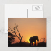 Afrika, Botswana, Nationaal park Chobe, Zonsonderg Briefkaart (Voorkant / Achterkant)