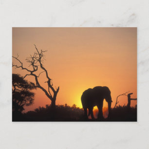 Afrika, Botswana, Nationaal park Chobe, Zonsonderg Briefkaart