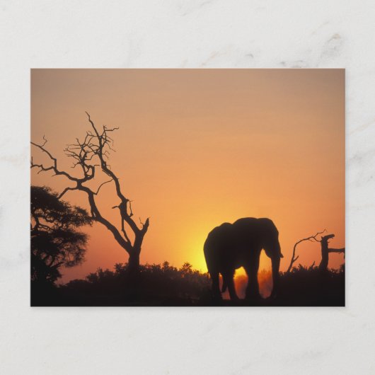 Afrika, Botswana, Nationaal park Chobe, Zonsonderg Briefkaart (Voorkant)