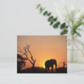 Afrika, Botswana, Nationaal park Chobe, Zonsonderg Briefkaart (Staand voorkant)