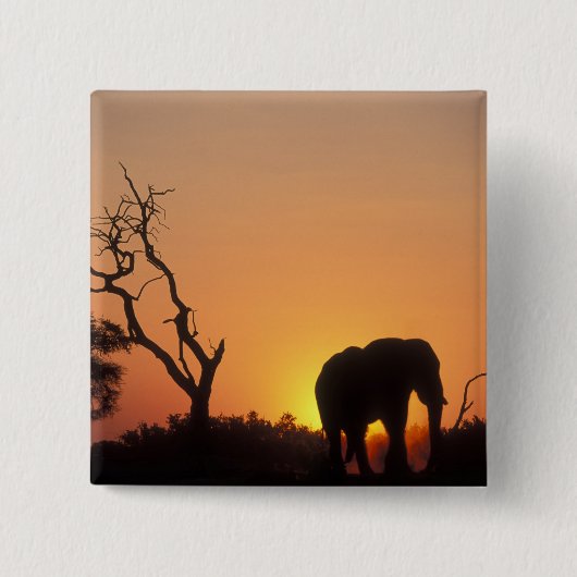 Afrika, Botswana, Nationaal park Chobe, Zonsonderg Vierkante Button 5,1 Cm (Voorkant)