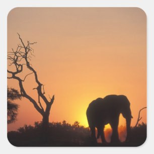 Afrika, Botswana, Nationaal park Chobe, Zonsonderg Vierkante Sticker