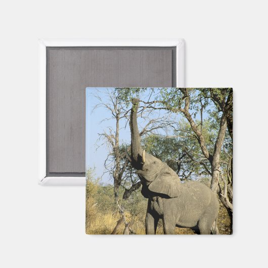 Afrika, Botswana, Okavango Delta. Afrika 2 Magneet (Voorkant / Achterkant)