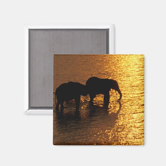 Afrika, Botswana, Okavango Delta. Afrikaans Magneet (Voorkant / Achterkant)