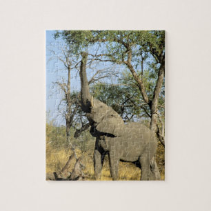 Afrika, Botswana, Okavango Delta. Afrikaanse 2 Legpuzzel
