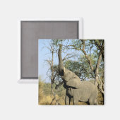Afrika, Botswana, Okavango Delta. Afrikaanse 2 Magneet (Voorkant / Achterkant)