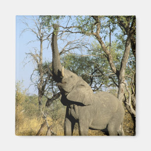 Afrika, Botswana, Okavango Delta. Afrikaanse 2 Magneet