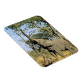 Afrika, Botswana, Okavango Delta. Afrikaanse 2 Magneet (Rechterzijde)