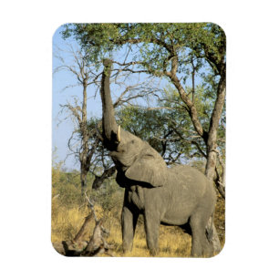 Afrika, Botswana, Okavango Delta. Afrikaanse 2 Magneet