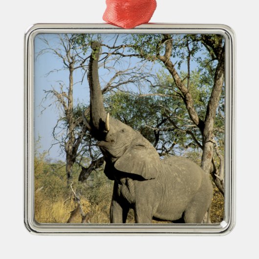 Afrika, Botswana, Okavango Delta. Afrikaanse 2 Metalen Ornament (Voorkant)