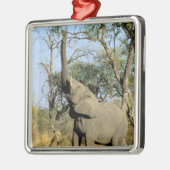 Afrika, Botswana, Okavango Delta. Afrikaanse 2 Metalen Ornament (Links)