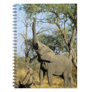 Afrika, Botswana, Okavango Delta. Afrikaanse 2 Notitieboek