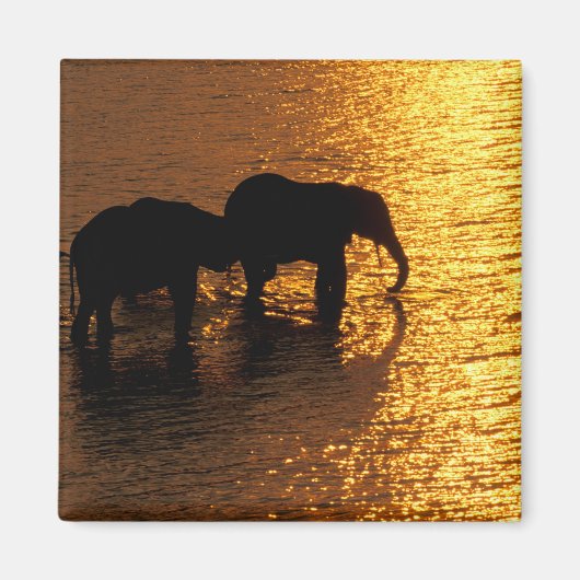 Afrika, Botswana, Okavango Delta. Afrikaanse Magneet (Voorkant)