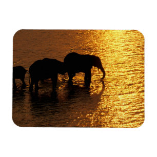 Afrika, Botswana, Okavango Delta. Afrikaanse Magneet