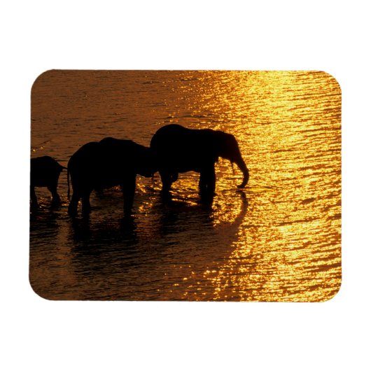 Afrika, Botswana, Okavango Delta. Afrikaanse Magneet (Horizontaal)