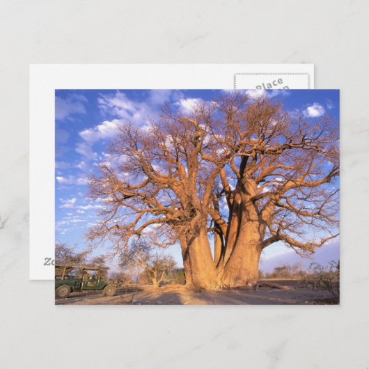 Afrika, Botswana, Okavango Delta. Baobab Briefkaart (Voorkant / Achterkant)