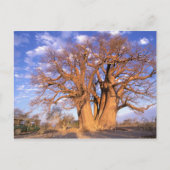 Afrika, Botswana, Okavango Delta. Baobab Briefkaart (Voorkant)