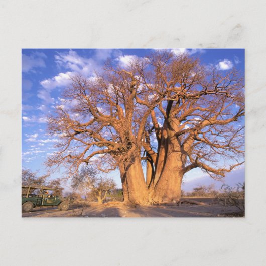 Afrika, Botswana, Okavango Delta. Baobab Briefkaart (Voorkant)